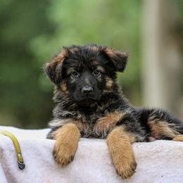 German Shepherd Puppies from Zwinger Vom Greifjäger