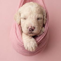 Pearl - Cream female Goldendoodle puppy in Clifton, Arizona from Denim & Doodles