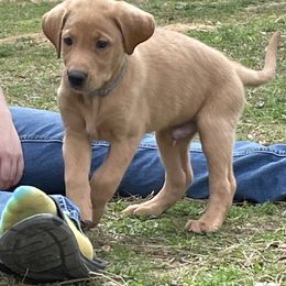 Labrador Retriever Puppies from Cajun Water Retrievers