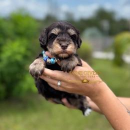 AKC Liver and Tan Boy - Liver male Miniature Schnauzer puppy in Lake Placid, Florida from Love Giver Schnauzers