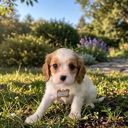 Lily - Blenheim female Cavalier King Charles Spaniel puppy in Pennsylvania from Julie's Cavalier King Charles Spaniels