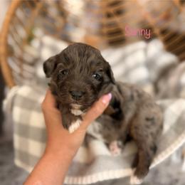 Sunny - Blue merle female Bernedoodle puppy in Las Vegas, Nevada from Dose of Doodles