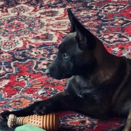 Female confident, spunky, athlete fun drive - Liver female Belgian Malinois puppy in Dallas, Texas from RoyalHaus Malinois