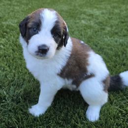 Girl 2 - female Saint Berdoodle puppy in Menifee, California from Royal Saint Bernards