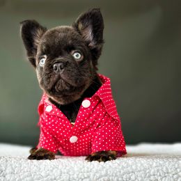 French Bulldog Puppies from Whatabulldog