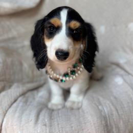 Phoebe - Black and tan female Dachshund puppy in Duncanville, Alabama from Bear Creek Dachshunds