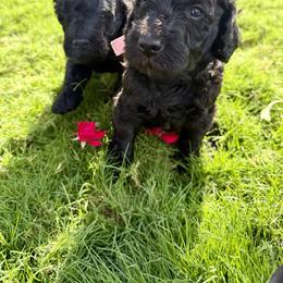 Goldendoodle Puppies from Mollie’s Doodles