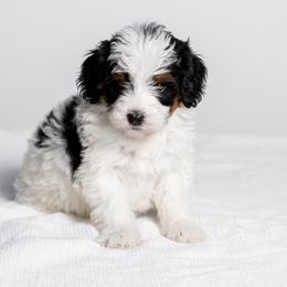 Jovie - Tri-color female Bernedoodle puppy in Slc, Utah from Timp Doodles