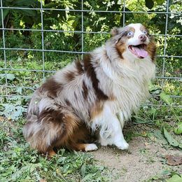 MERLIE - Miniature Australian Shepherd