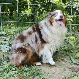 MERLIE - Miniature Australian Shepherd