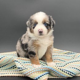 Karson - Blue merle male Miniature Australian Shepherd puppy in Covington, Pennsylvania from Rigas Mini Aussies LLC