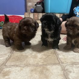 Shih Tzu Puppies from Shihtzus.Sc