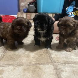 Shih Tzu Puppies from Shihtzus.Sc