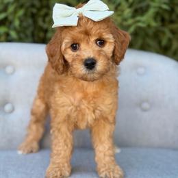 Patsy - Red  female Goldendoodle puppy in Queen Creek, Arizona from Goldendoodle AZ