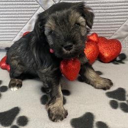 Pink Collar Female - Black and silver female Miniature Schnauzer puppy in Robstown, Texas from Alves Miniature Schnauzers