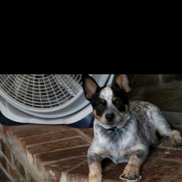 Reily - Blue female Australian Cattle Dog puppy in Oregon from Willamette Valley Heelers