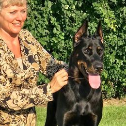 N'vy - Beauceron