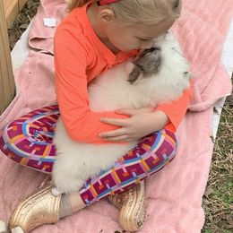 Great Pyrenees Puppies from Dancing Cloud Great Pyrenees