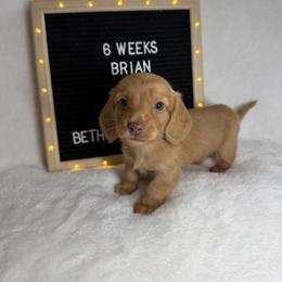 Brian - Cream male Dachshund puppy in Dickinson, Texas from Beth’s Doxieland