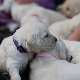 Flora - Light golden female Golden Retriever puppy in Payette, Idaho from Stonewick Retrievers