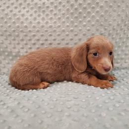 Puppy 3 - Fawn (isabella) and tan male Dachshund puppy in Krum, Texas from Dots N Spots Dachshunds