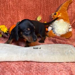 Boy 4 - male Dachshund puppy in Huggins, Missouri from RJ's Miniature Dachshunds