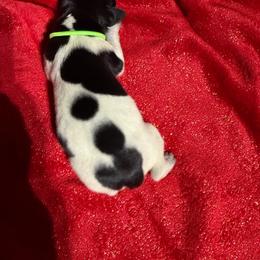 Green - Black roan female German Shorthaired Pointer puppy in Jackson, Georgia from Rosengrace Gsps (formerly Tiner GSP’s)
