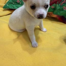 Gary - Cream and white male Chihuahua puppy in Amity, Pennsylvania from Rhoda and Verna