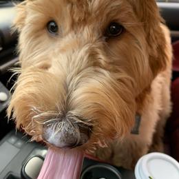Goldendoodle Puppies from Lundee Doodles