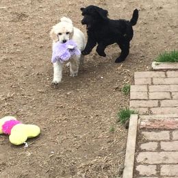 Poodle Puppies from Cadeau Standard Poodles