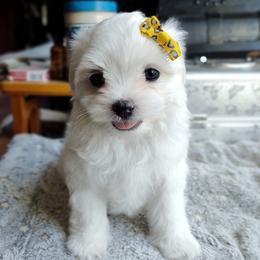 Korean Frost - White male Maltese puppy in Barren Springs, Virginia from Seeking Shalom Acres Maltese, Maltipoos & Havamalts