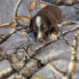Hades - Red tri male Miniature Australian Shepherd puppy in Bend, Oregon from Wonderland Aussies