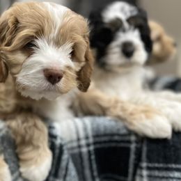 Bernedoodle and Cockapoo Puppies from Pine Haven Doodles