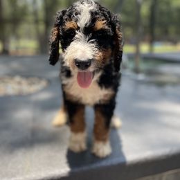 Bernedoodle Puppies from Bernedoodles of Florida