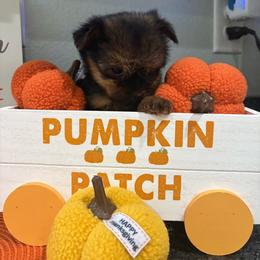 Paisley - Black and gold female Yorkshire Terrier puppy in Citrus Springs, Florida from Lulus toy poodles