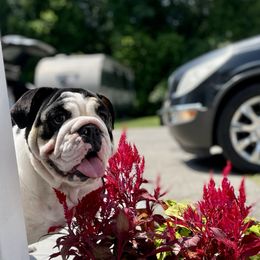 Bootsie - Bulldog