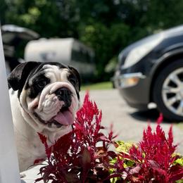 Bootsie - Bulldog
