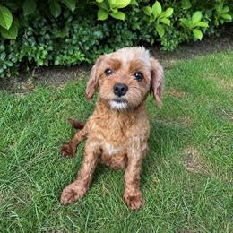 Cedar - Cavapoo