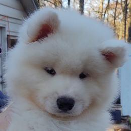 Borzoi and Samoyed Puppies from Kalabria