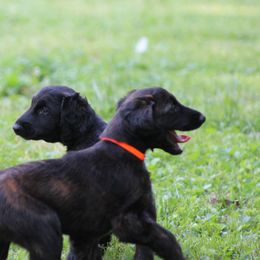 Afghan Hound Puppies from Ahava Afghan Hounds