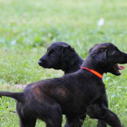 Afghan Hound Puppies from Ahava Afghan Hounds