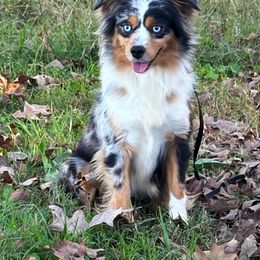 Roxy - Toy Australian Shepherd
