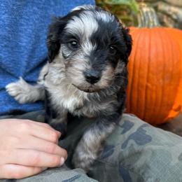 Naomi - Blue merle female Aussiedoodle puppy in Lexington, Alabama from Johnson’s Highland Pride Aussiedoodles