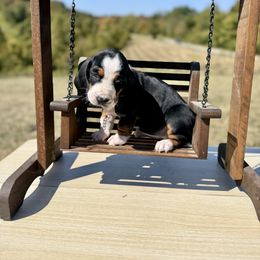 Hyacinth - Black brown and white female Basset Hound puppy in Bellaire, Ohio from Blessed Bassets