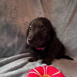 Red - Brindle male Dachshund puppy in Waukegan, Illinois from Rolling and Howling Basset Hounds and Dachshunds