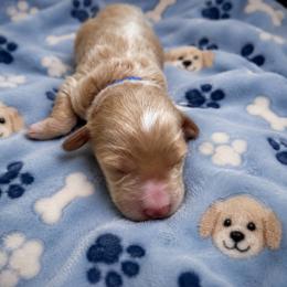 Bentley - Apricot male Goldendoodle puppy in Cumberland, Rhode Island from minigoldendoodlesofRI