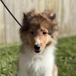 Tony - Sable and white male Shetland Sheepdog puppy in Middleburgh, New York from StoneyAcre
