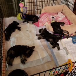 Miniature Schnauzer Puppies from Starbound Miniture Schnauzer's