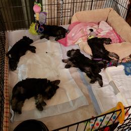 Miniature Schnauzer Puppies from Starbound Miniture Schnauzer's