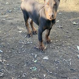 Doberman Pinscher Puppies from Von Schaaf Haus DuPree